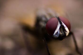 Acertijo Visual: Identifica las 4 moscas escondidas en la imagen