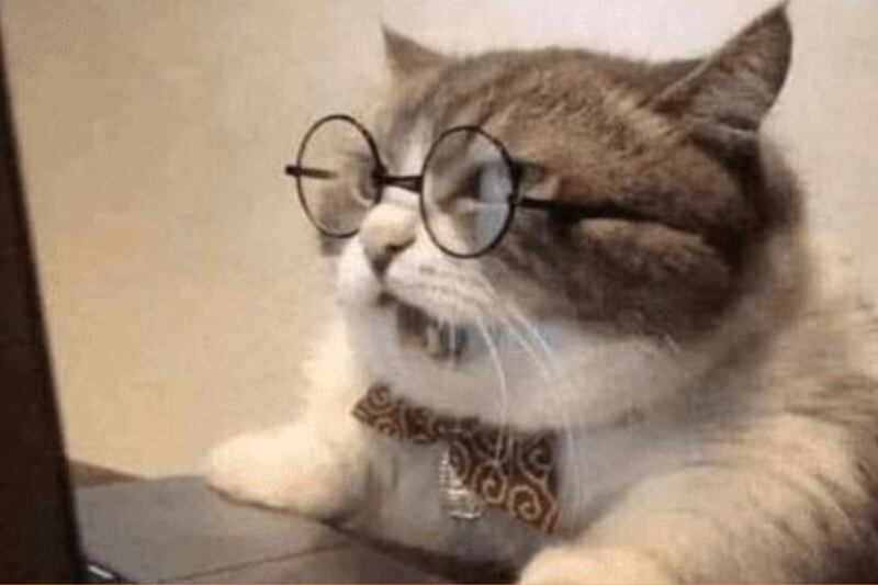 Gato.