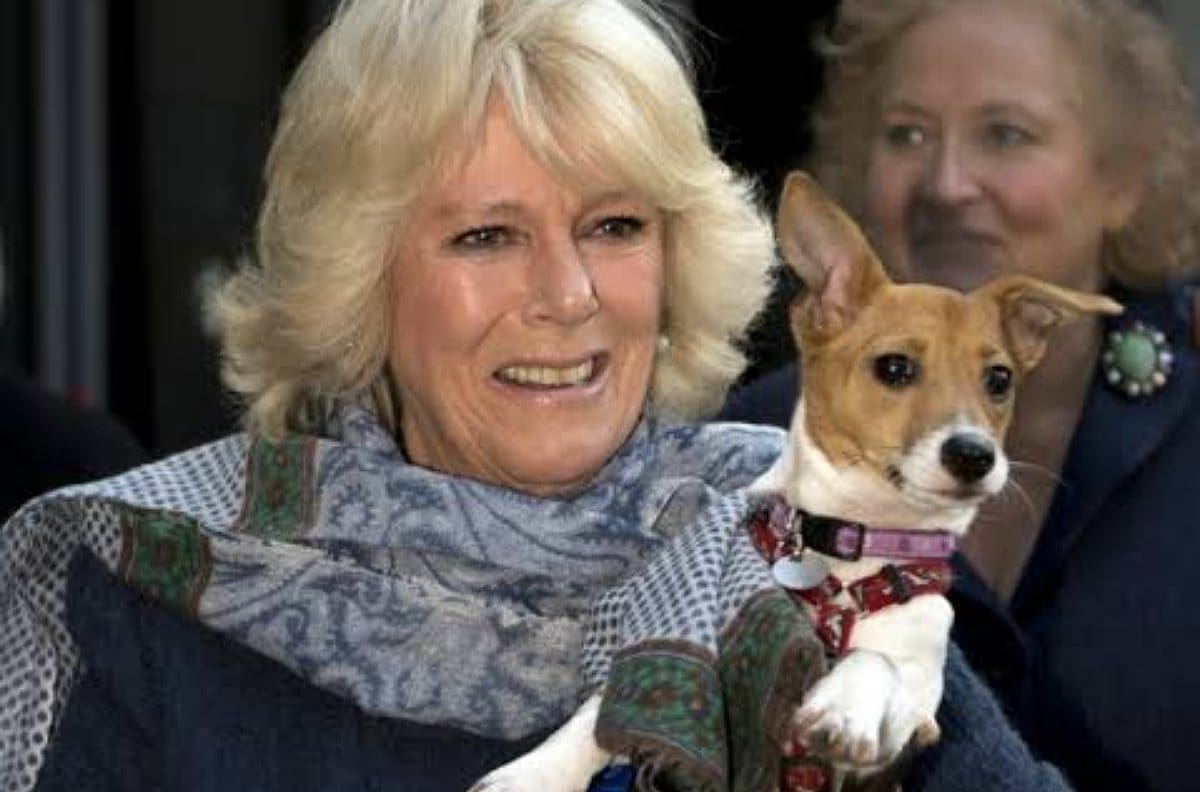 Los nuevos perros del Palacio de Buckingham que reinarán al lado de Carlos III y Camilla