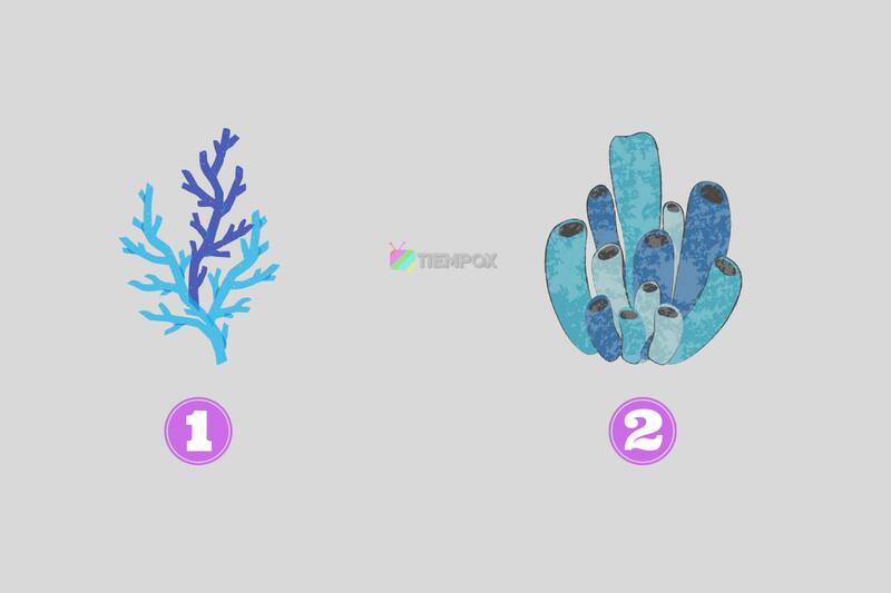 Test de Personalidad Averigua qué dice de ti el coral que te gusta más. - Créditos: Tiempox.com