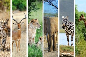 Animales espirituales: ¿Cómo saber si te acompaña alguno?