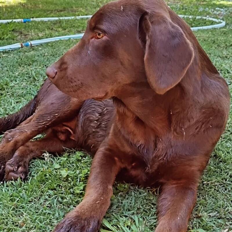 está muy grande y vive en Chile