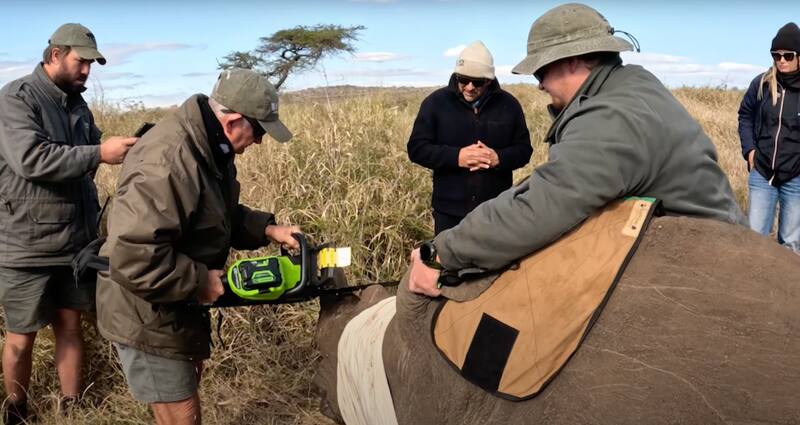 La familia de Rafael Araneda y Marcela Vacarezza vivió el descuerno de un rinoceronte. (Créditos: Mega).