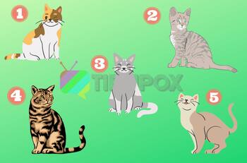 Test de Personalidad: Elige un gato y descubre cómo te perciben los demás