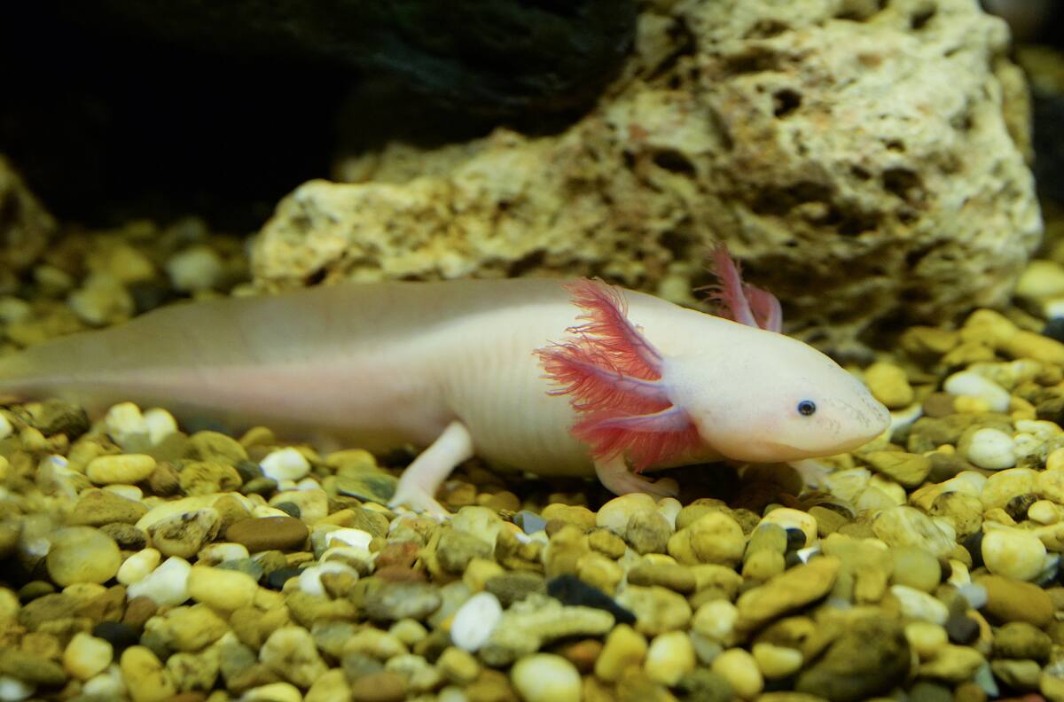 ¿Qué animal en peligro de extinción es cada signo zodiacal?