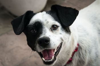 VIDEO: Perrito "conduce" con estilo su lujoso auto y se hace viral en TikTok