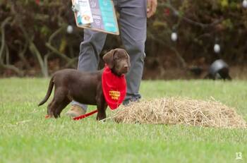 La nueva vida de Canelo de “Tierra Brava”: Revisa con quién se quedó y lo grande que está