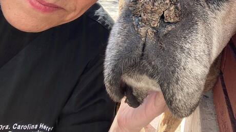 “Ha sido mi sostén emocional”: Doctora Carolina Herrera se despide de importante miembro de su familia