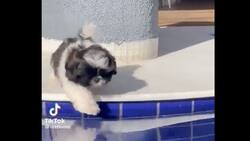 "Te amo mucho perrito torpe": perro se hace viral al caer en una piscina ¡Dos veces!