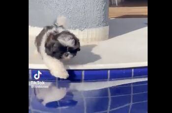 "Te amo mucho perrito torpe": perro se hace viral al caer en una piscina ¡Dos veces!