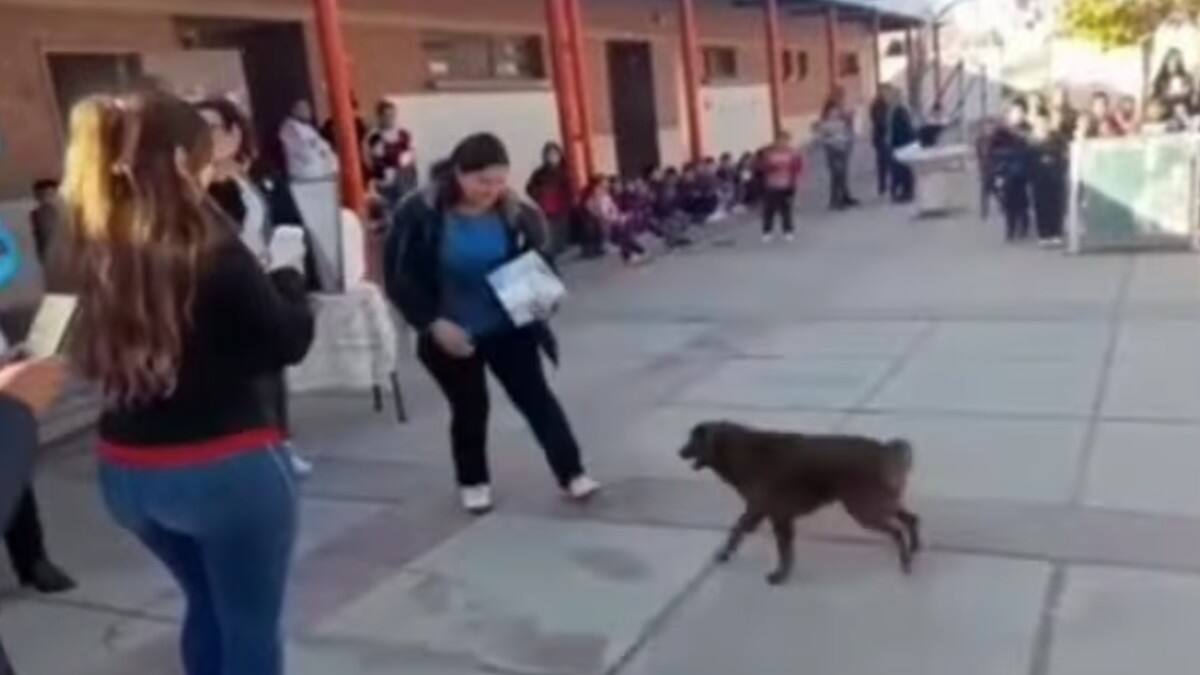 VIDEO: Le dan diploma a perrito callejero por cuidar a los niños del colegio