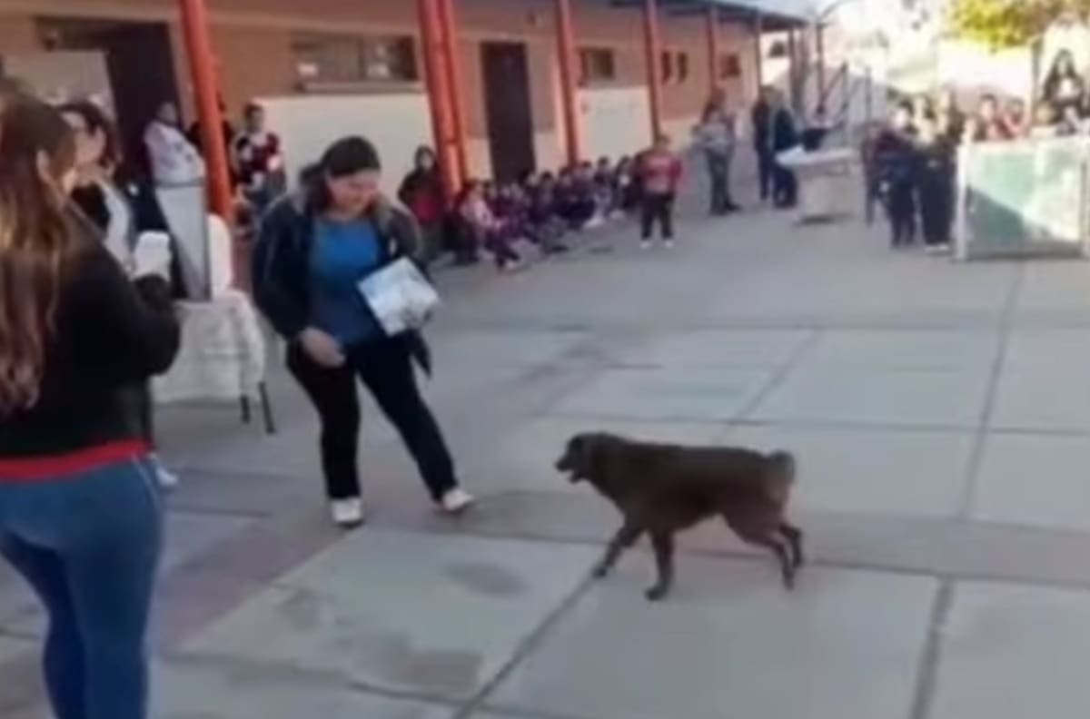 VIDEO: Le dan diploma a perrito callejero por cuidar a los niños del colegio