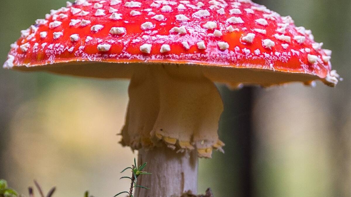 Test visual: ¿Dónde está el hongo escondido?