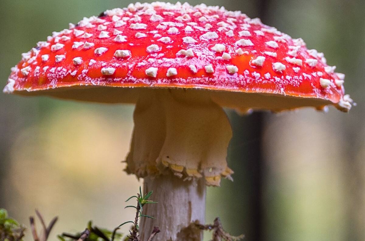 Test visual: ¿Dónde está el hongo escondido?