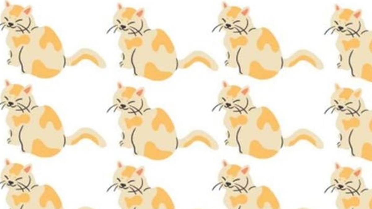 Acertijo visual: Encuentra al gato diferente en la imagen en sólo 20 segundos