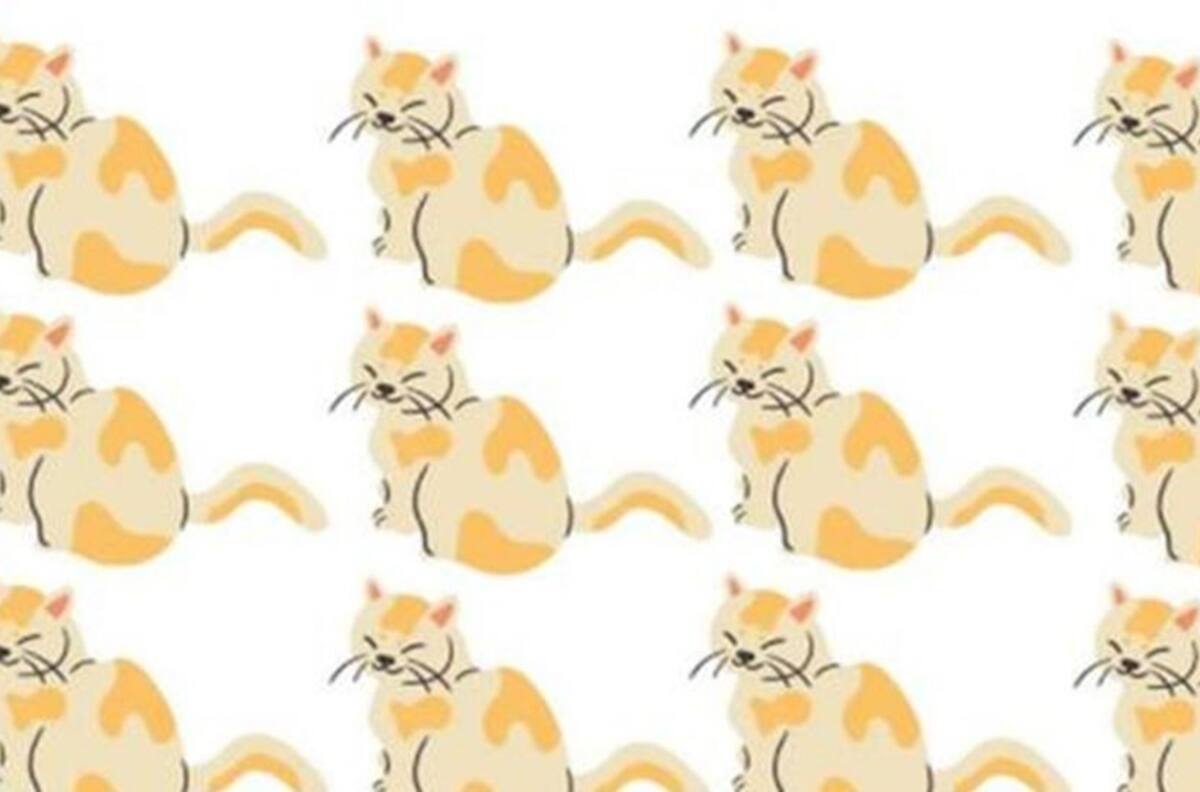 Acertijo visual: Encuentra al gato diferente en la imagen en sólo 20 segundos