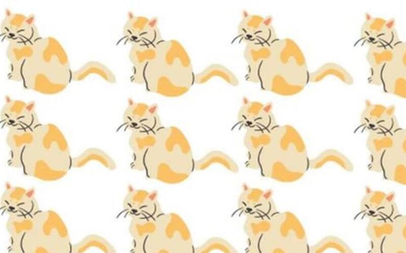 Acertijo Visual Encuentra al gato diferente en la imagen - Créditos: Facebook