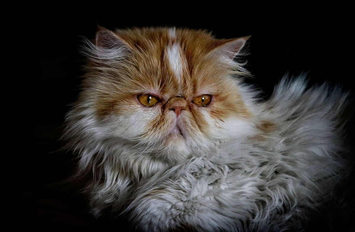 Descubre qué gato interpreta mejor a tu signo del Zodiaco.
