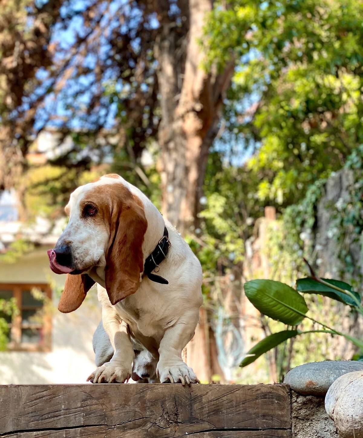 El perrito de Cristián Arriagada y Cecilia González