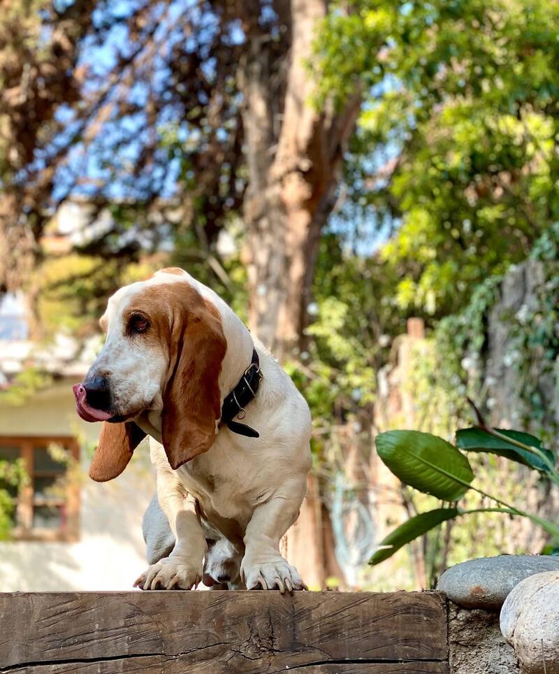 El perrito de Cristián Arriagada y Cecilia González