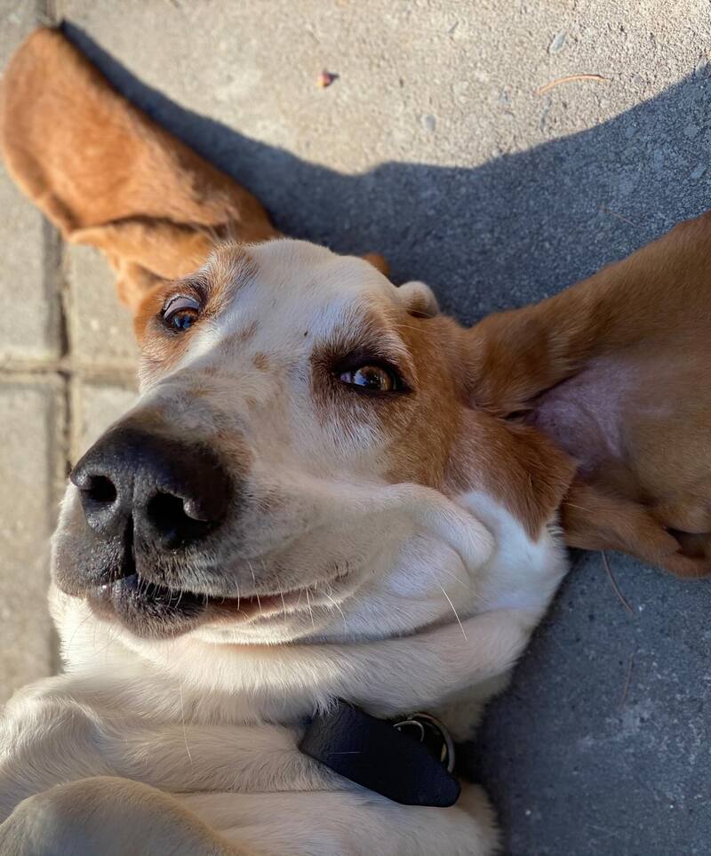 El perrito de Cristián Arriagada y Cecilia González