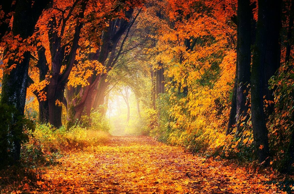 ¡Empieza el otoño! ¿Qué significado esotérico tiene esta estación del año?