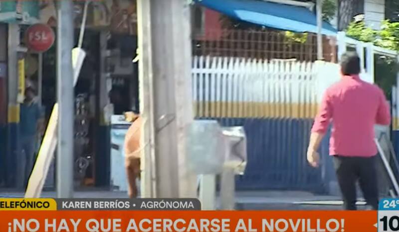 La molestia de Priscilla Vargas por la cobertura de Gino Costa.