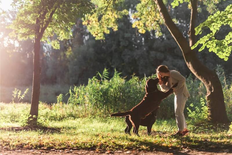 ¿Por qué soñamos con perros? ¿Qué tan fuerte es el simbolismo de su lealtad en los sueños?
