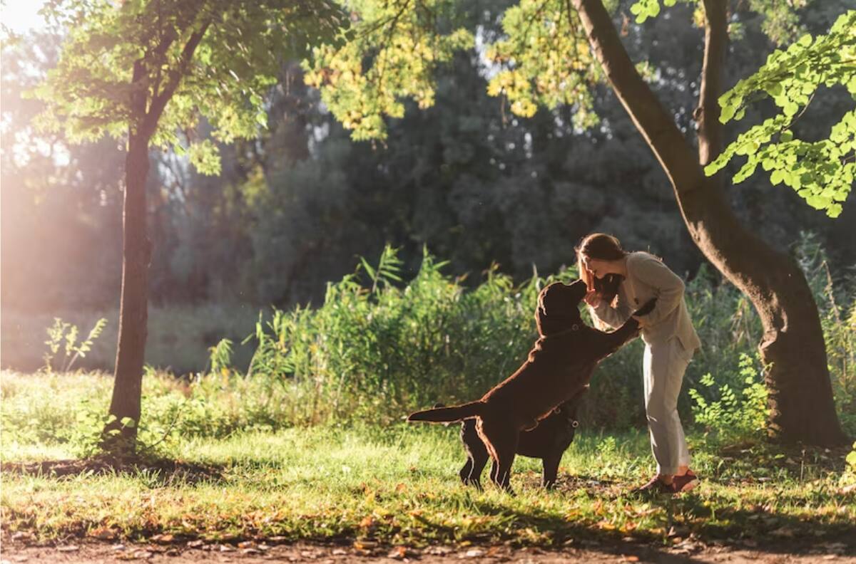 Interpretación de sueños: ¿Te dio ternura? Descubre el significado de soñar con perros