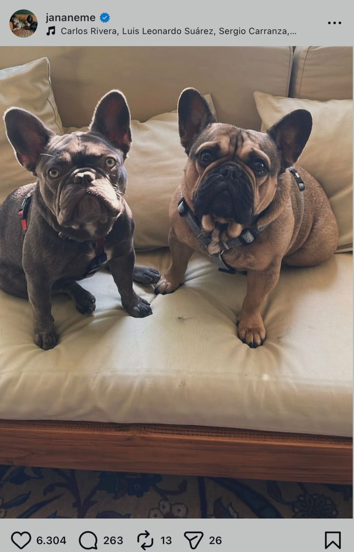 Sus perritos.
Foto: Instagram @jananeme