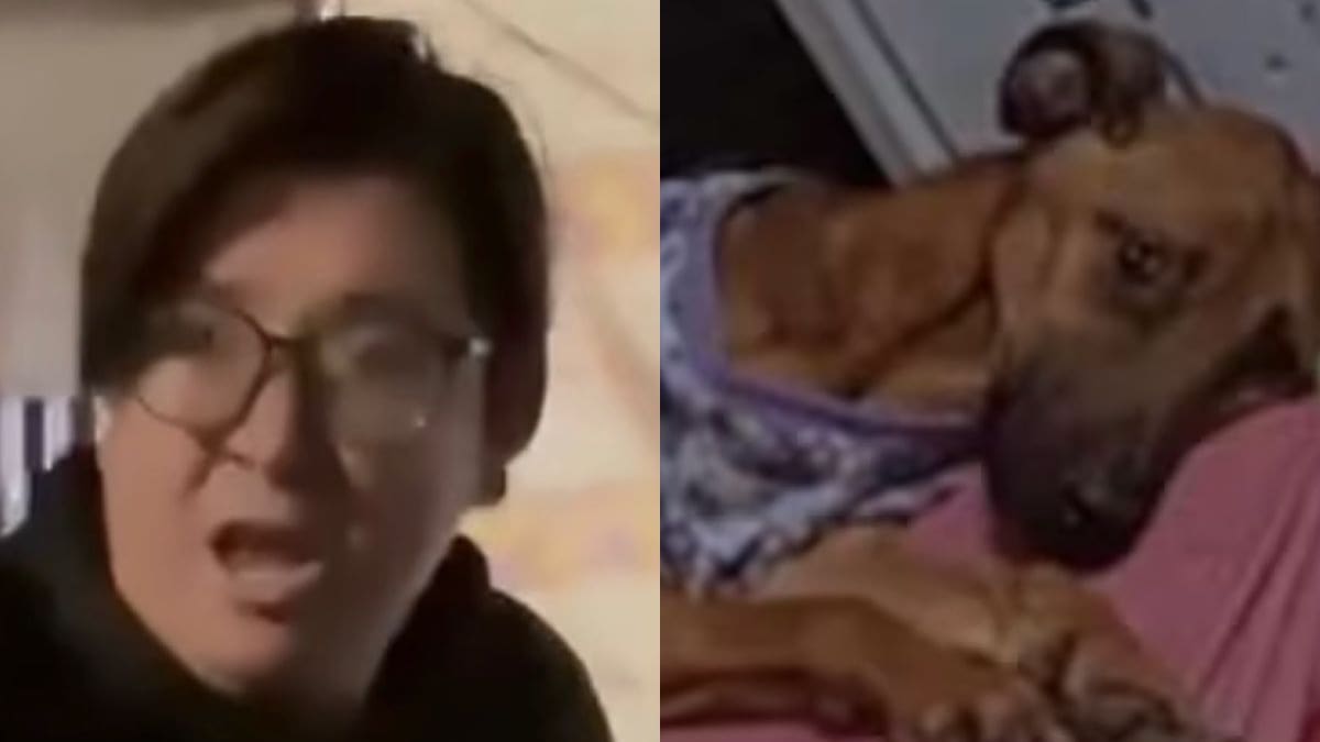 “Hasta que se aclare”: panelista de TV no realizaría más entrevistas en Fiebre de Baile tras polémica viral de maltrato animal