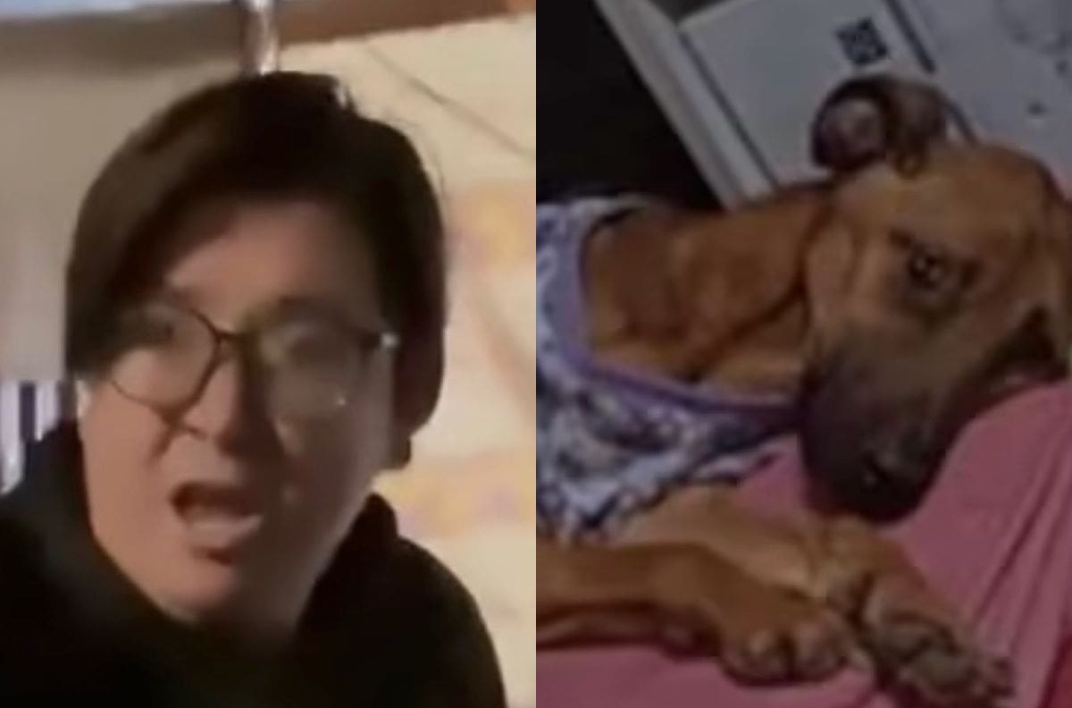 “Hasta que se aclare”: panelista de TV no realizaría más entrevistas en Fiebre de Baile tras polémica viral de maltrato animal