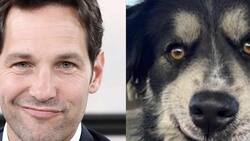 Paul Rudd y Pawl Ruff: el motivo por el que comparan al “hombre más sexy” con un pastor australiano
