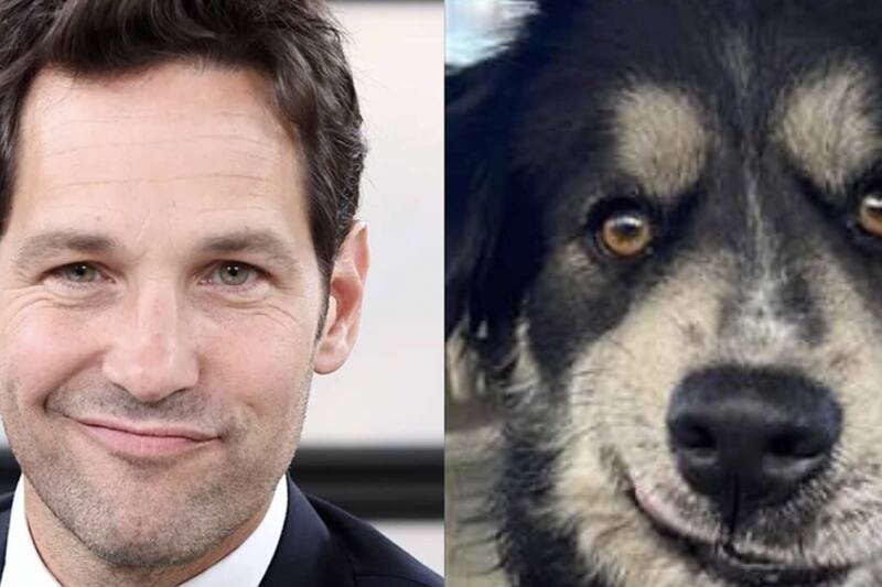 Paul Rudd Vs. Pawl Ruff El famoso actor ha sido comparado con un peculiar perro   - Créditos: Twitter