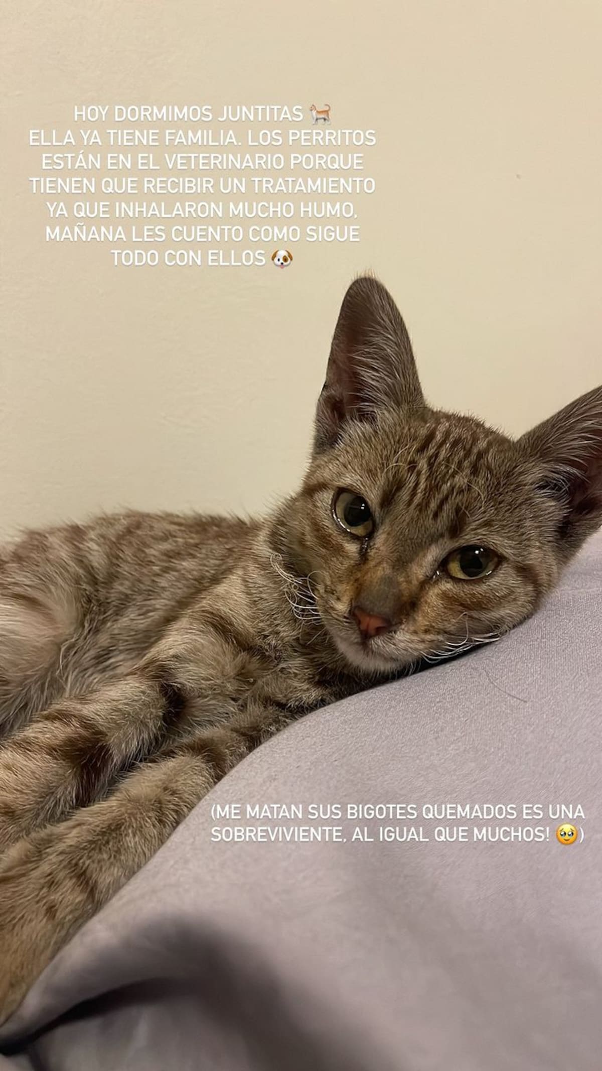 la gatita que rescató en los incendios forestales