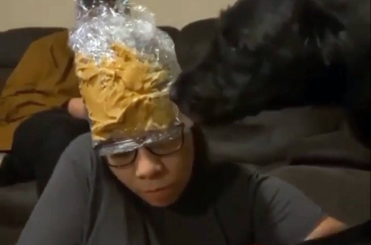 VIDEO: A perro le cortan las uñas distrayéndolo con un gorro de crema de maní