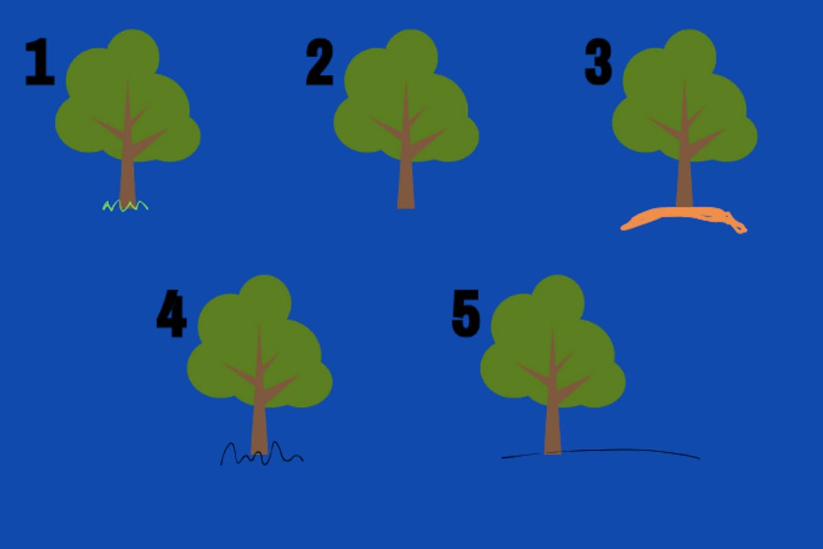 ¿Qué árbol se parece más al que dibujaste tú? Céntrate en la base.