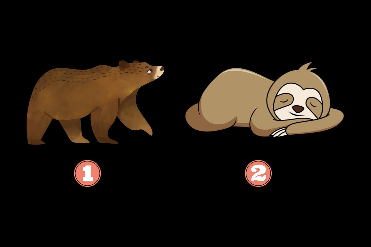Elige un oso y descubre más de ti.