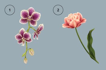 Test de personalidad: Descubre si eres alguien petulante eligiendo una flor