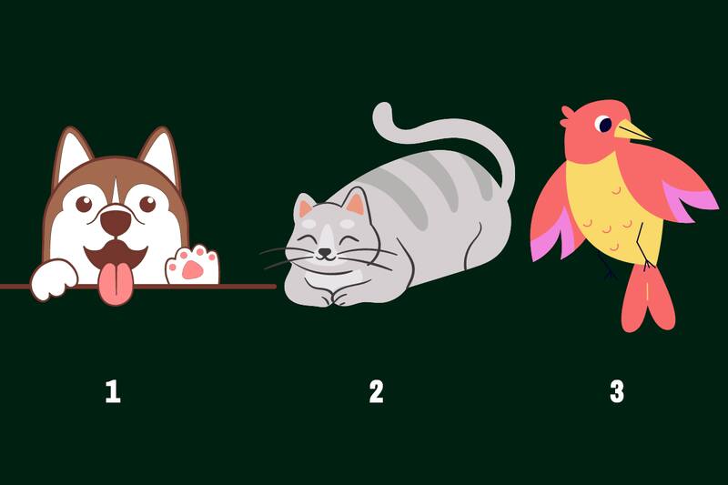 ¿Perro, gato o pájaro? Elige una opción y conoce la respuesta más abajo.