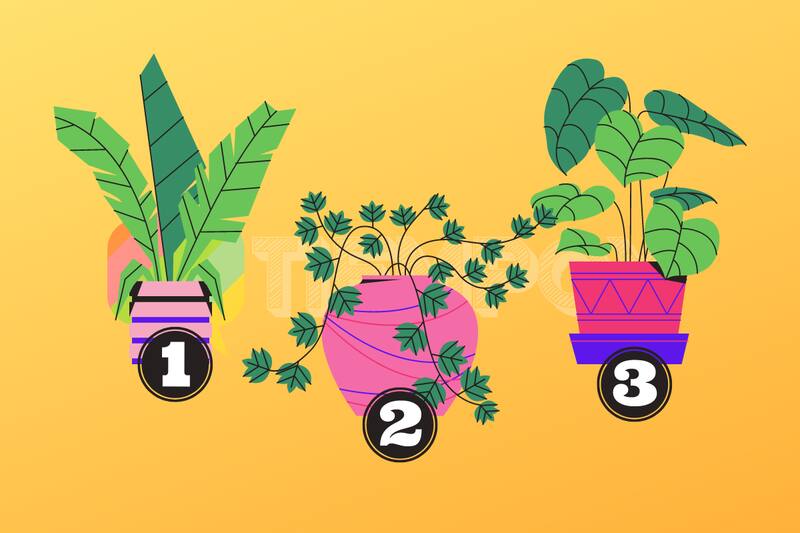 Test de Personalidad Descubre qué debe florecer en ti. - Créditos: Ilustraciones: Sketchify | Edición: Tiempox.com