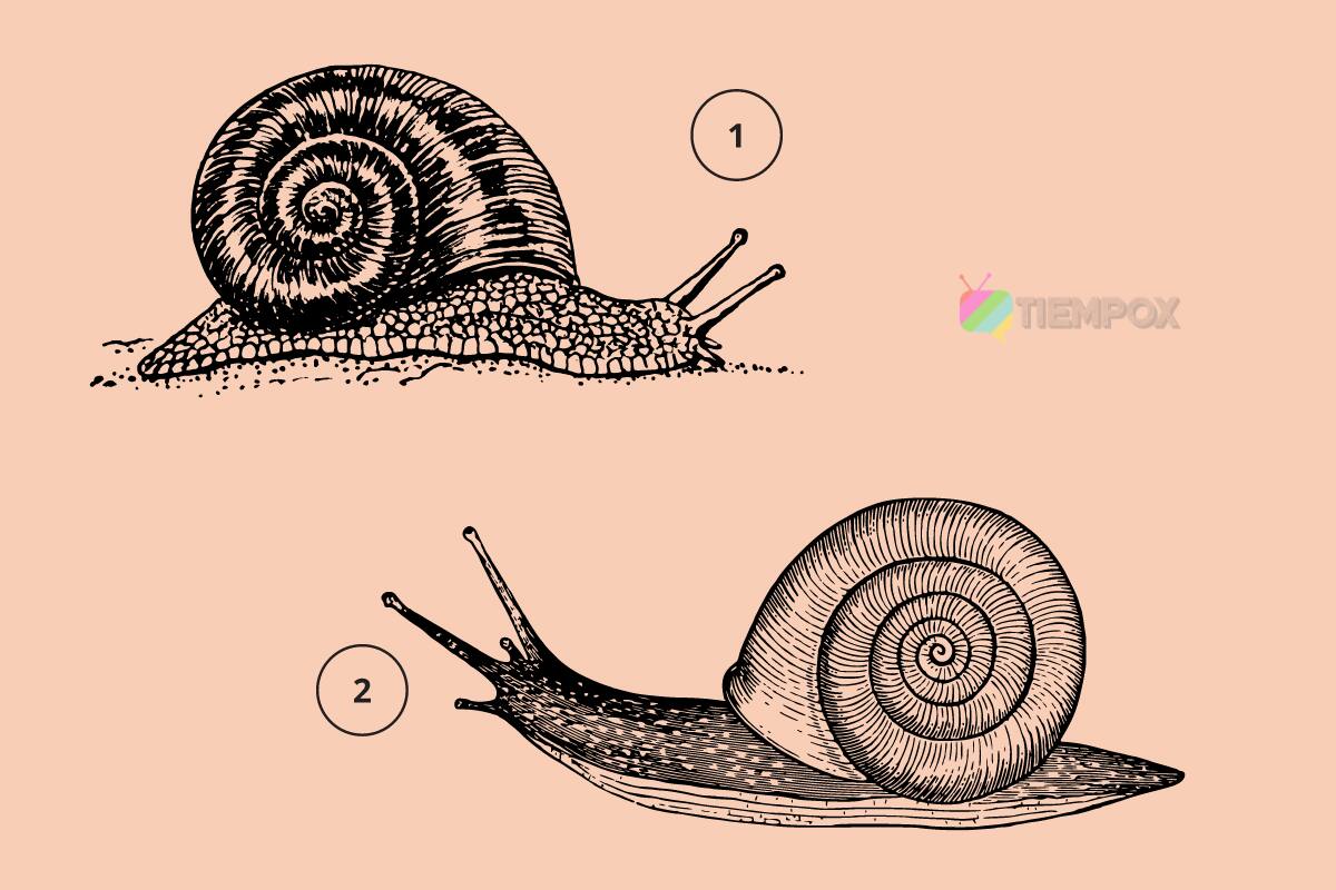 Test de personalidad Di qué caracol llamó más tu atención y descubre si eres alguien materialista. - Créditos: pexels.com