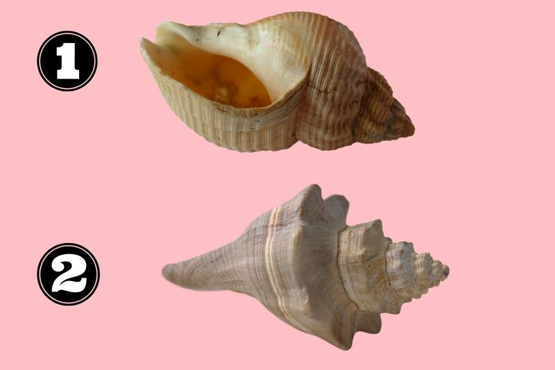 Test de personalidad Elige una caracola y descubre que aprensiones tienes. - Créditos: Tiempox.com