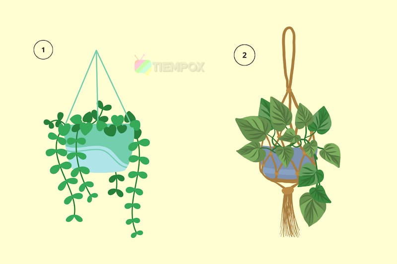 Test de personalidad Elige una planta colgante y descubre si eres alguien inseguro. - Créditos: pexels.com