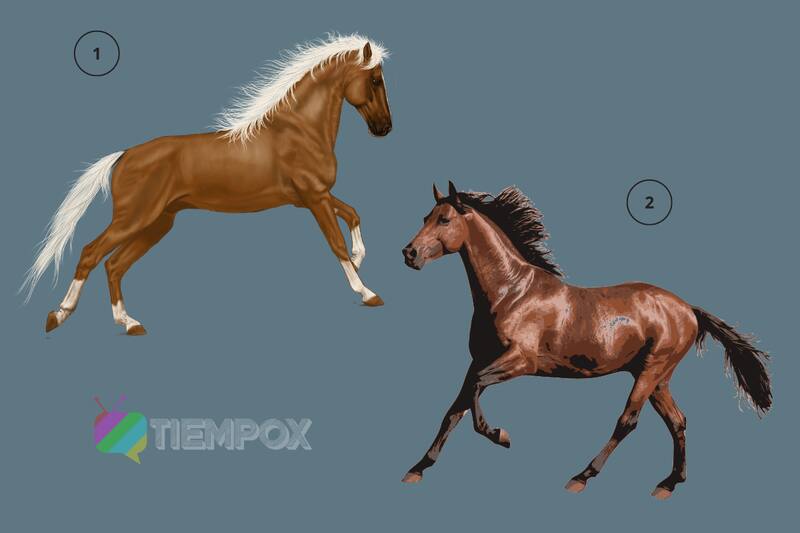 Test de Personalidad Elige uno de los dos caballos y descubre si eres una persona integra. - Créditos: Tiempox.com