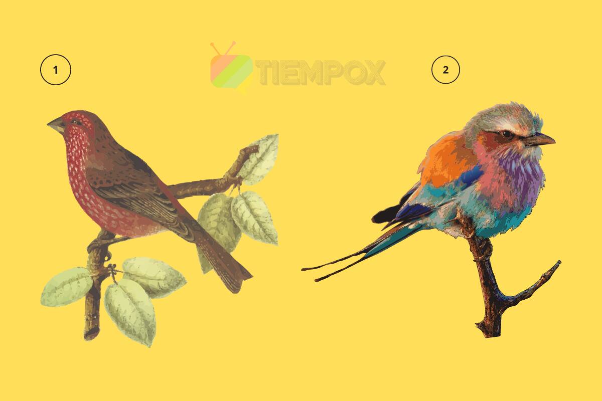 Test de personalidad Elige uno de los pájaros y descubre si eres alguien despistado en el amor o no. - Créditos: Tiempox.com