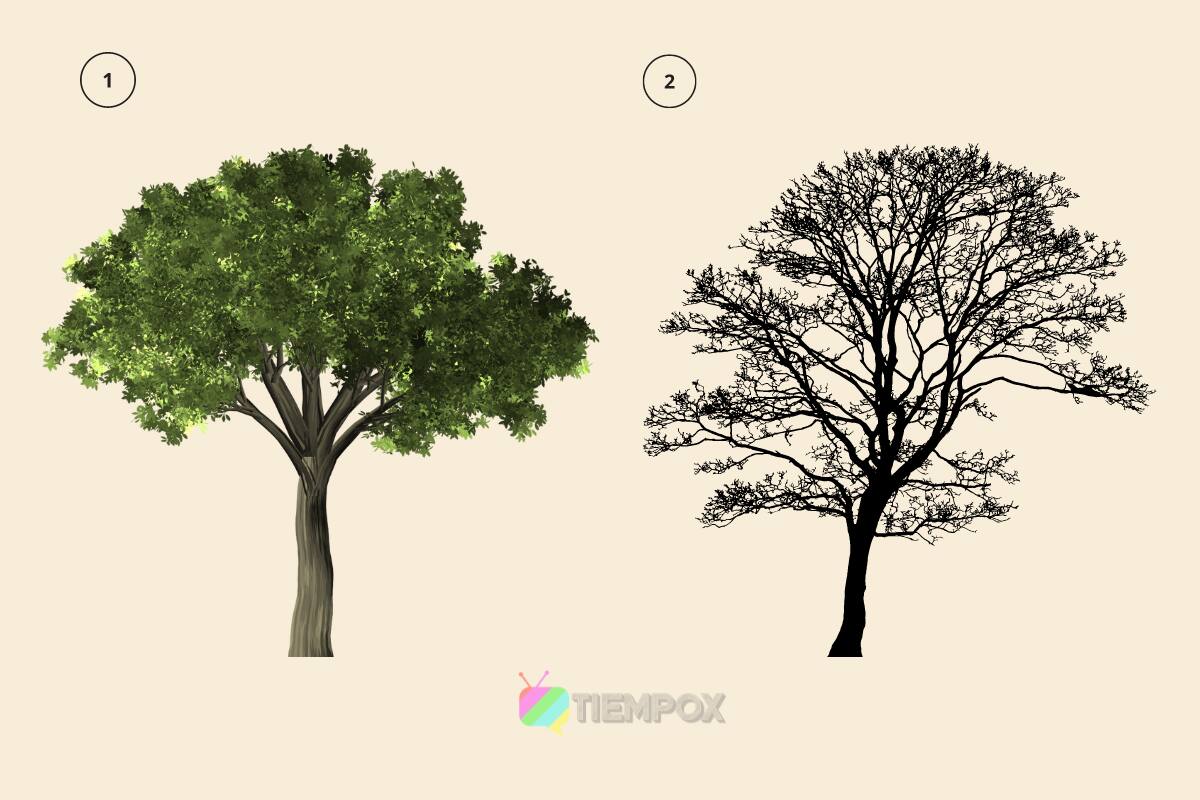 Test de personalidad ¿Eres una persona protectora? - Créditos: Tiempox.com