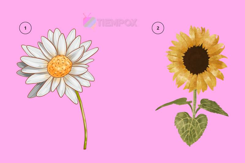 Test de personalidad Escoge una flor y descubre si eres alguien delicado al hablar. - Créditos: Tiempox.com