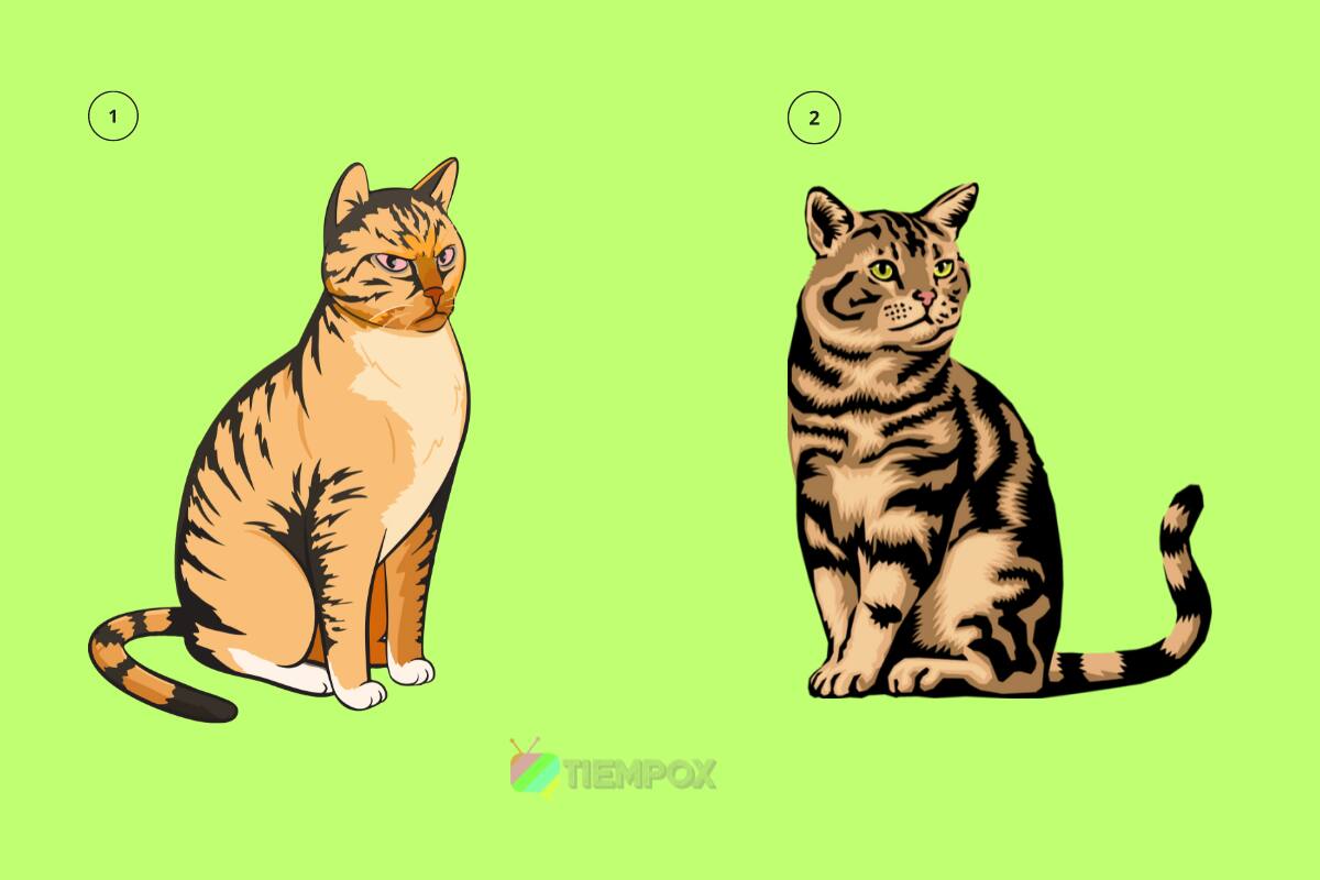 Test de personalidad ¿Qué gato prefieres? - Créditos: Tiempox.com