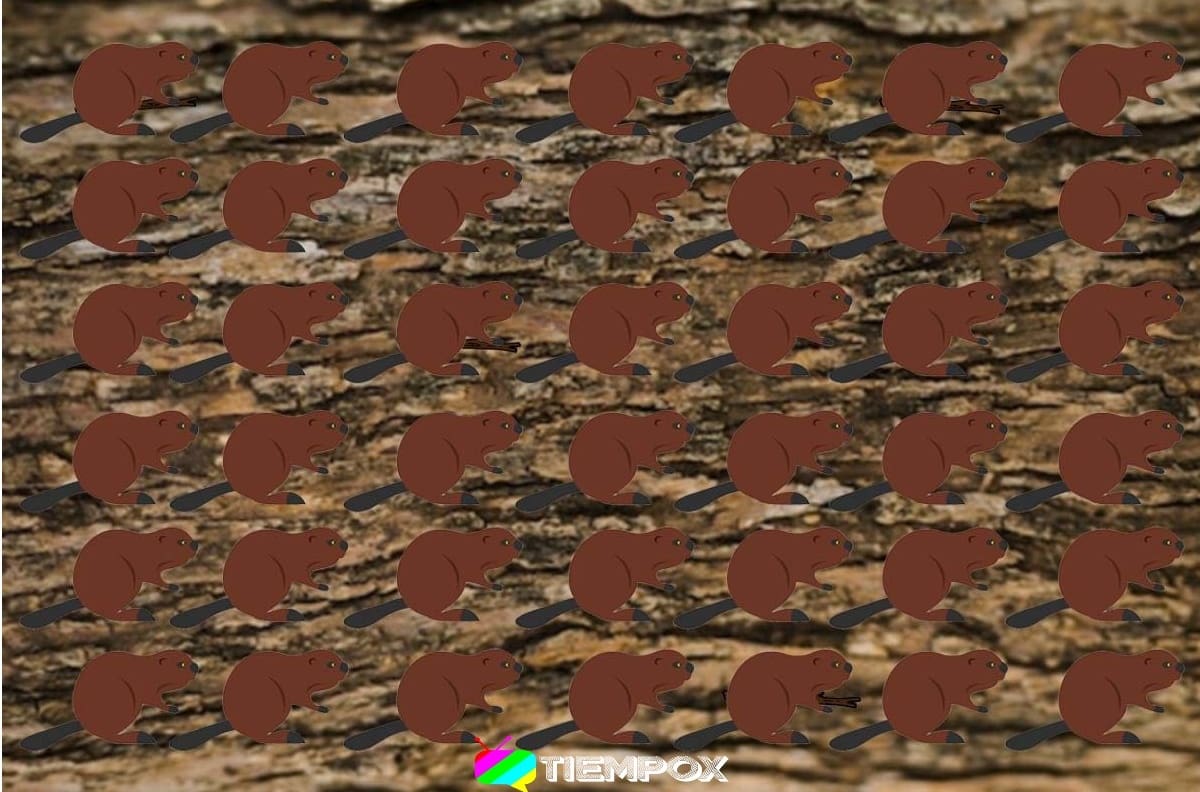 Test visual: encuentra a los cuatro castores diferentes en menos de 15 segundos